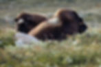 To moskus hviler i blomstereng ved Dovrefjell i Dovrefjell- Sunndalsfjella nasjonalpark