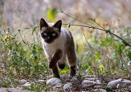 Black and white cat walking in tall grasses
