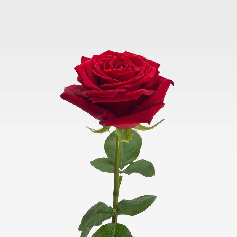 ree