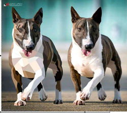 Série z fotek pro CHS Domin - jr