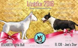 Flyer krytí pro CHS