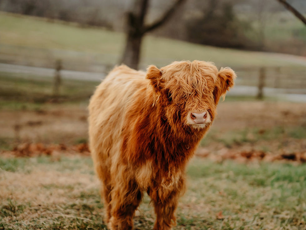 Fluffy brown calf on a farm