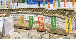 2025 夕張メロンの初競り！1箱2玉で100万円で落札！札幌市中央卸売市場