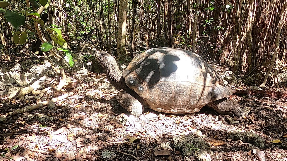 Tartaruga a Ile Aux Aigrettes