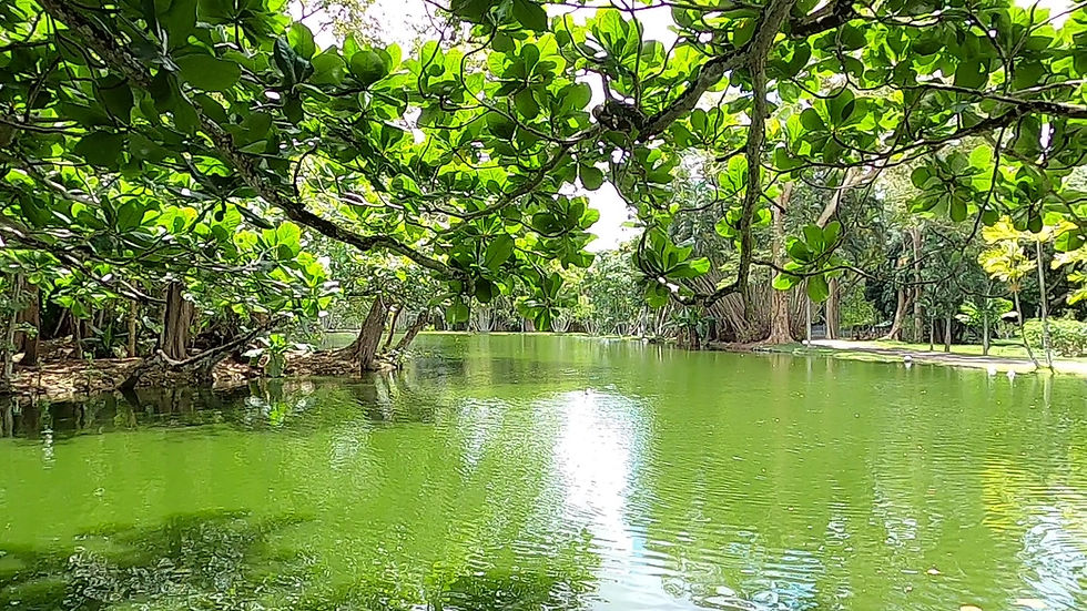 Il Giardino Botanico di Pamplemousses