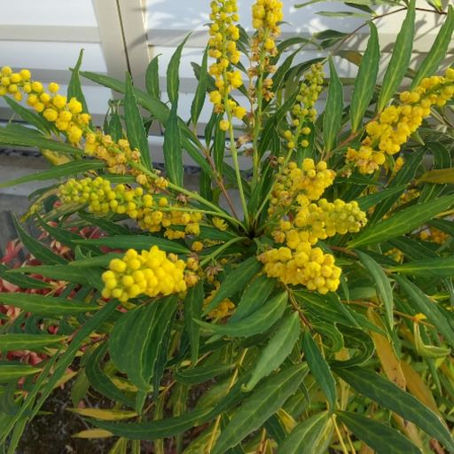 ベルトとおまじない