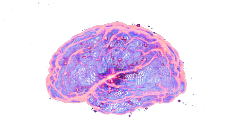 brain.gif