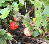 DSC_0213.JPG