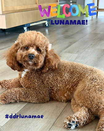 LunaMae - Applications Closed