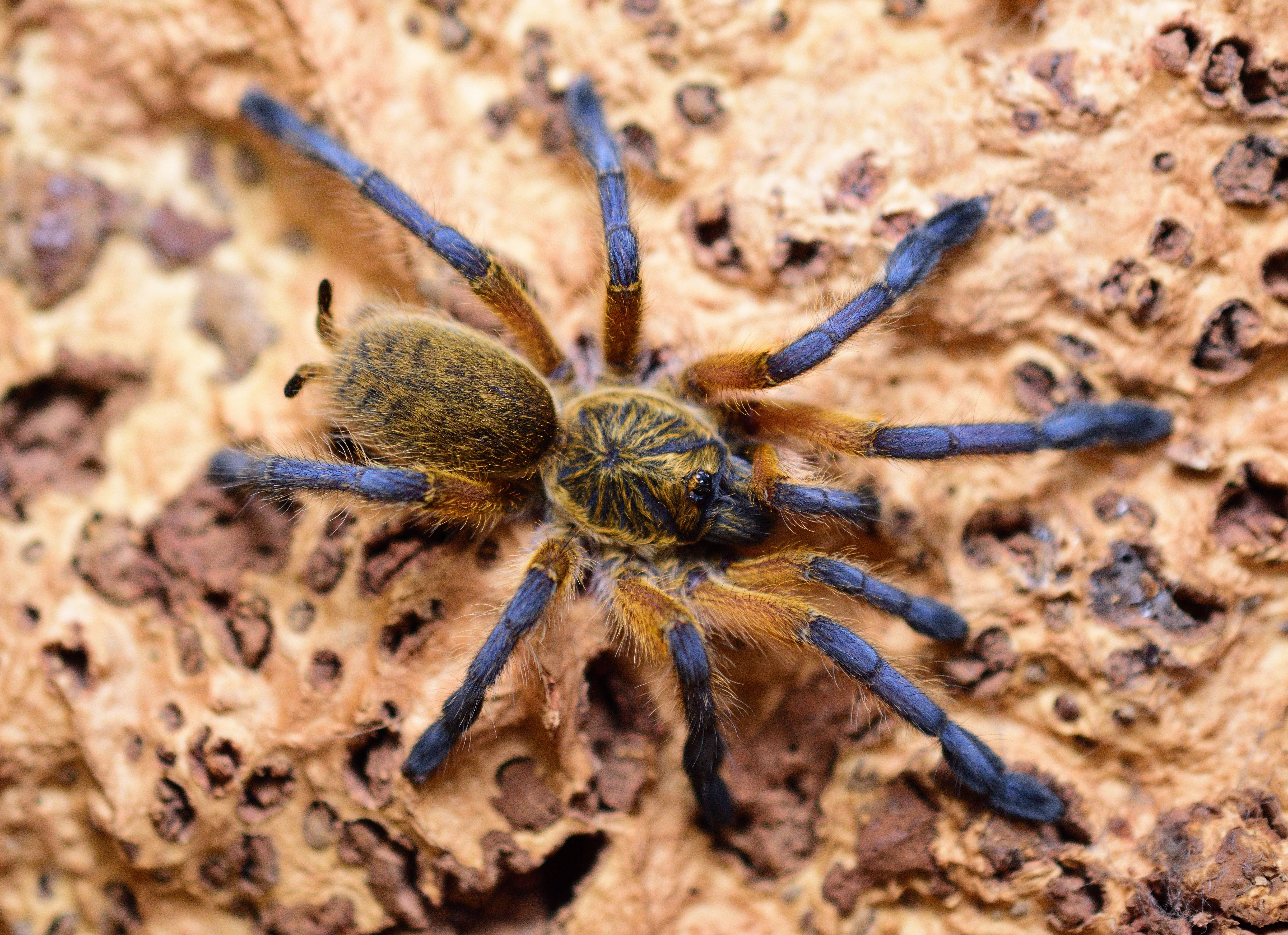 H. pulchripes 4”+ FEMALE
