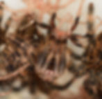 Thumbnail: P. ornata 3/4” 3i