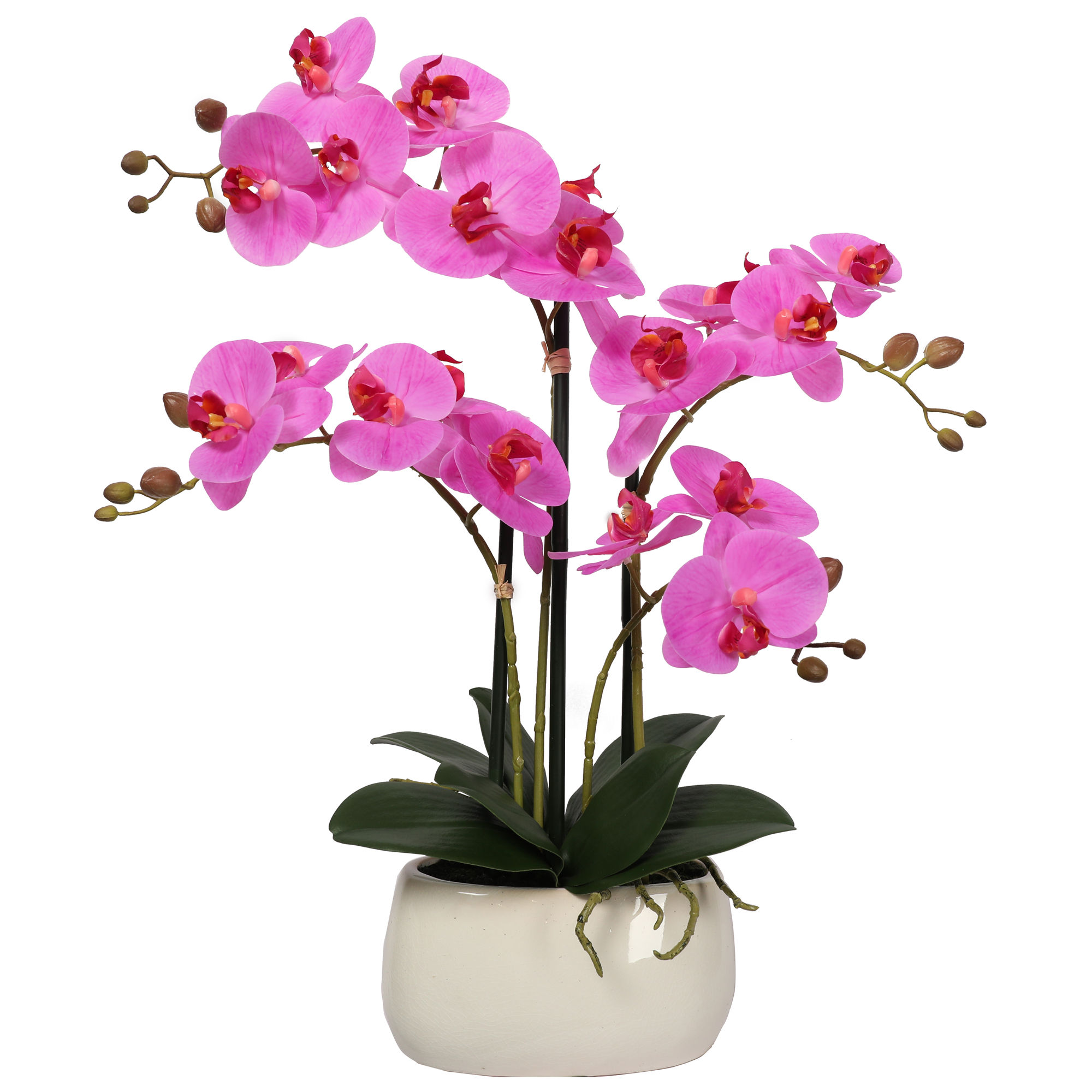 Orquidea Fucsia (Premium)