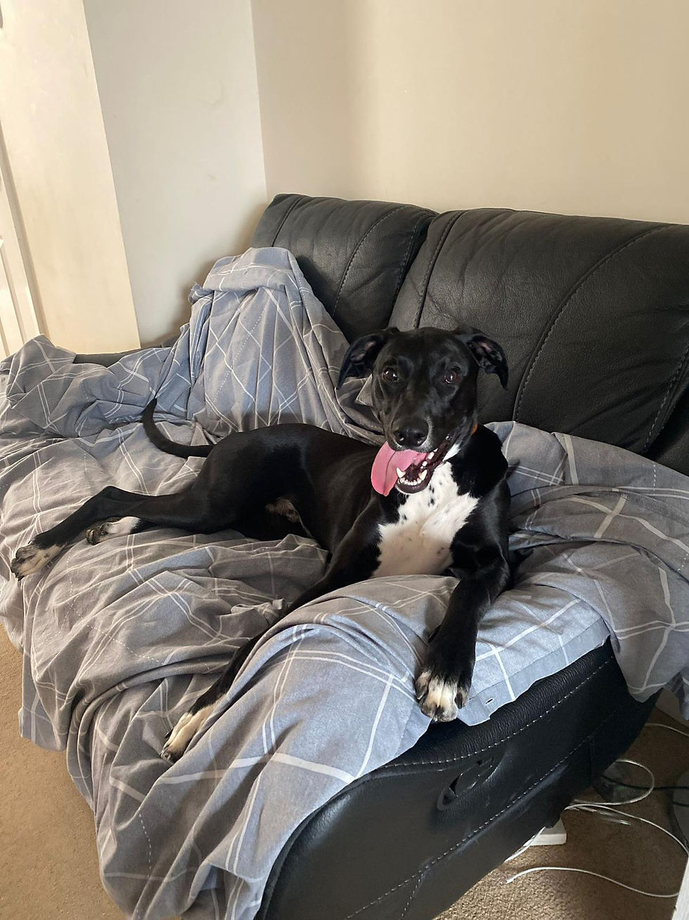 Black dog in Warwickshire, lounging on sofa with his tongue out during a pet care visit.