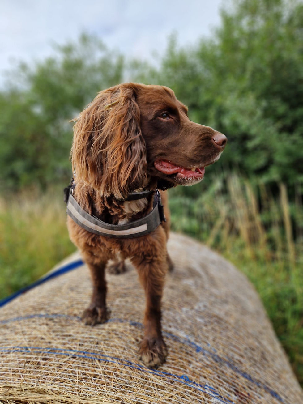 Brown spaniel looking to the right stood on top of hay bail