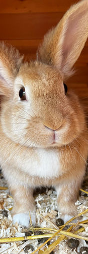 ginger and white long eared rabbit sitting on a sawdusted bed in the hutch