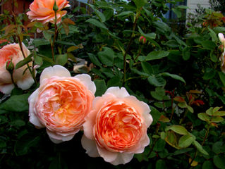 Fall 2015 Flush of Carding Mill