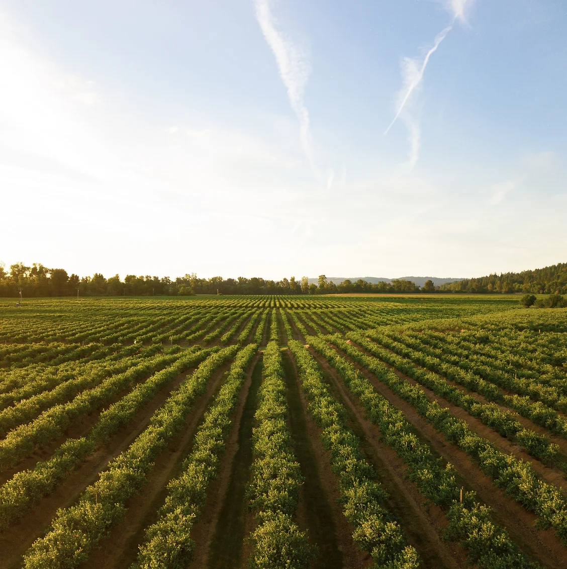 Water and Agriculture: Friends or Foes?