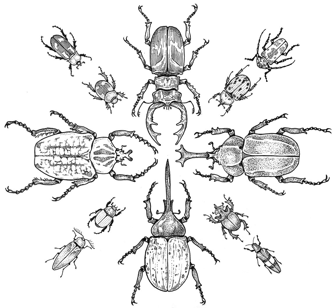 Beetle Sheet