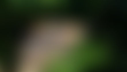 The Confucian Mindfulness: Settling the Mind 知止而后定