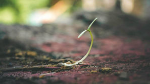 Breaking through the ground's surface, this seedling has a remarkable potential.