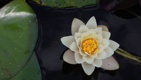 The Heart of Eastern Philosophy in 4 Clauses 