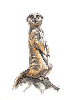 Meerkat