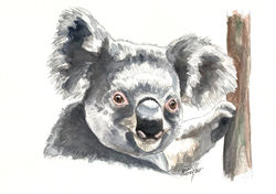 Koala