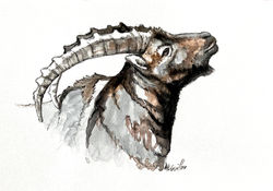 Ibex