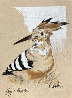 Hoopoe