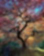 Photo; Portland Japanese Garden.jpg