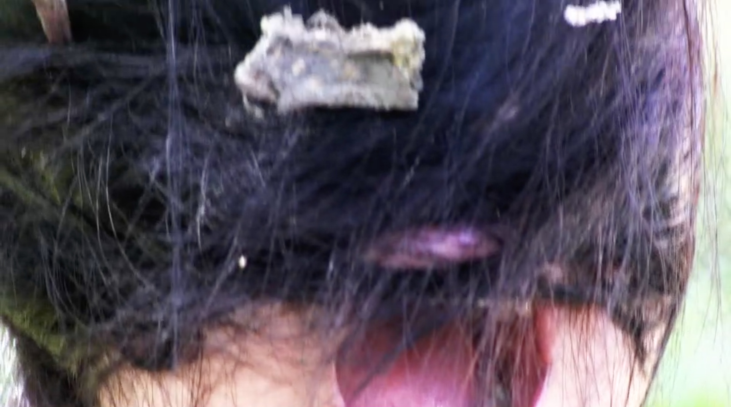 Metacuerpo