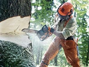 tree felling.jpeg