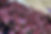 DSC_9855 copie.jpg