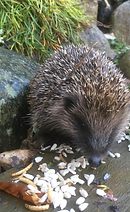 Screenshot 2025-10-15 142644.png