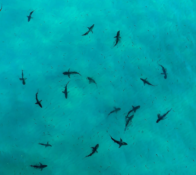 Sharks In Clear Water