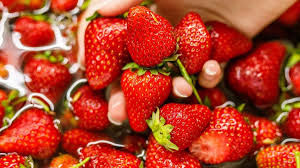 🍓 TikTok’ta Viral Olan “Çilek Böcekleri” Gerçek mi?