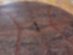 Lantai memiliki sistem drainase Pantheon di Roma