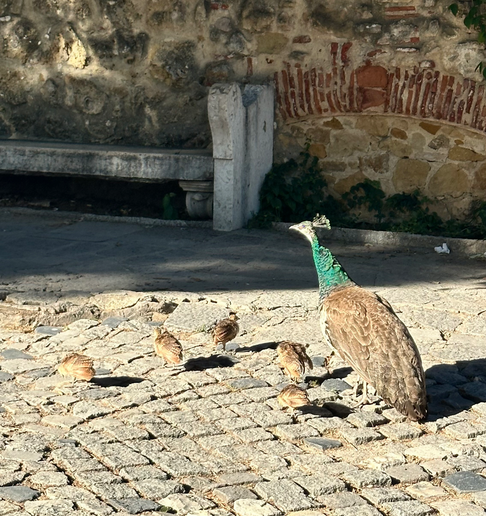 One of the peacocks at Castelo de São Jorge