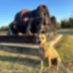How to Make the Most of 24 Hours Brown dog (Georgia) sitting beside a rusty industrial machine on grass. Clear blue sky and trees in the background. Georgia looks happy. Paris Coal Museum in Arkansas