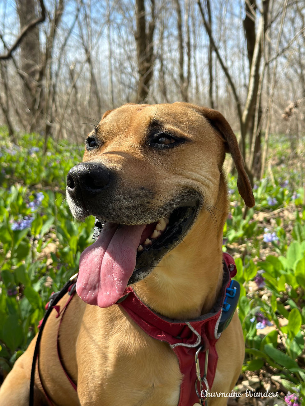 Georgia with red harness sits happily in a lush green forest. Sunlight filters through the trees, creating a peaceful atmosphere.
