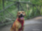 Top 10 Dog-Friendly Trails Around St. Louis ree