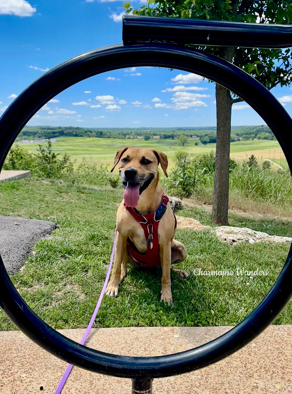 Georgia in a red harness sits on grass, framed by a black bike rack. Bright sky and green fields in the background. Text: Charmaine Wanders. St. Louis Hiking Trails