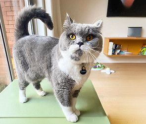 weekend-pet-daycare-owners-house-Edit.jpg
