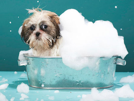 Your Guide to Pet Shampoo Selection for Dogs & Cats