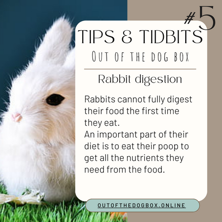 Why Do Rabbits Eat Their Own Poop? The Surprising Truth Behind This Curious Behavior