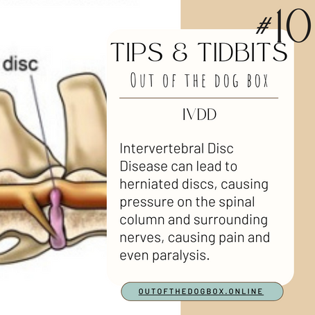 Navigating Intervertebral Disc Disease (IVDD) in Dogs: Signs, Treatments, and Prevention