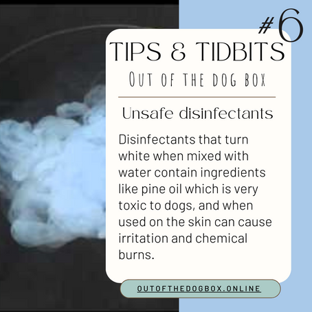 Watch Out for Disinfectants: Keep Your Dogs Safe!