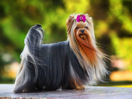 The Ultimate Guide to Grooming Long-Coated Pets: Single coats