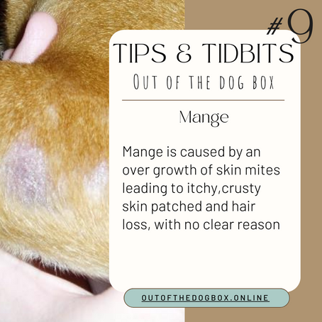 Understanding Mange in Pets: Unveiling the Intricacies of Skin Mites