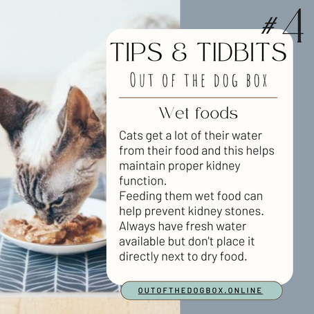 The Importance of Wet Food in a Cat's Diet